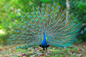 peacock